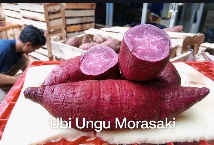Ubi Ungu Morasaki